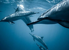 世界杯高清赛事直播-康查尔12+10+10普尔34分 爵士不敌鹈鹕10连败